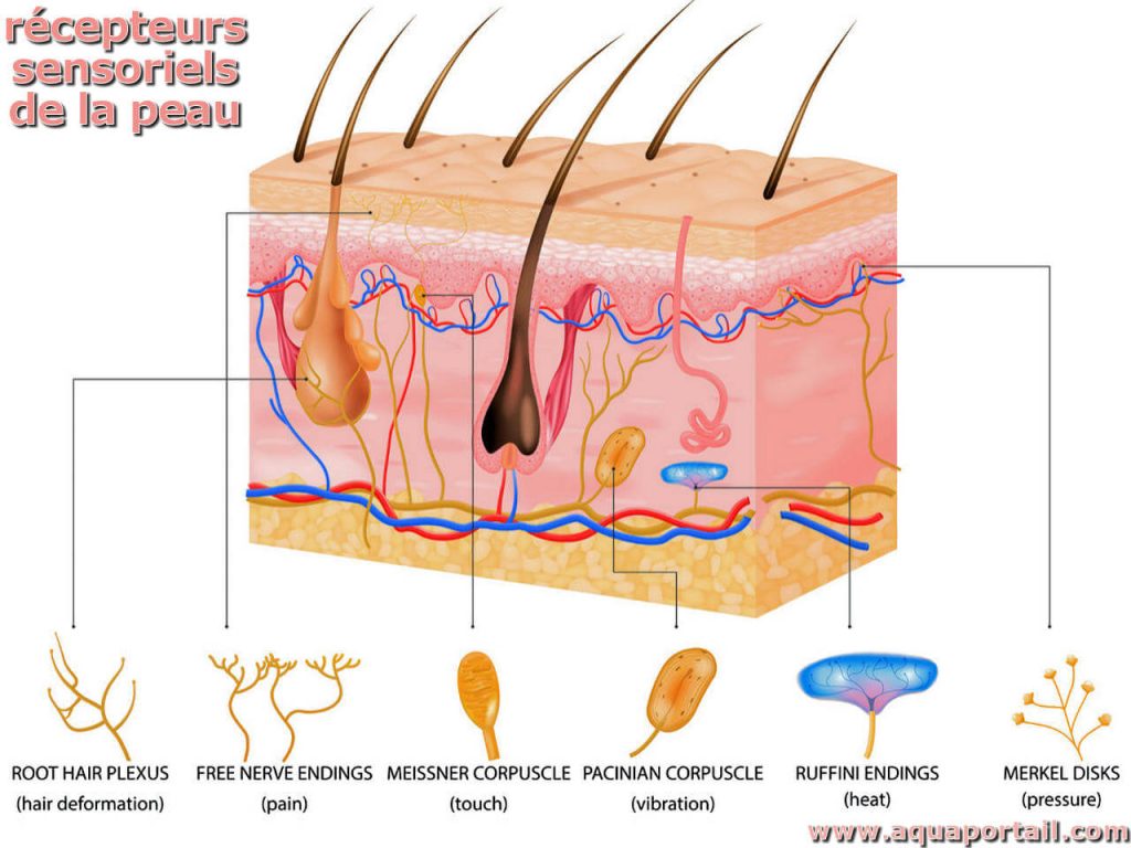 Schéma peau récepteurs sensoriels toucher